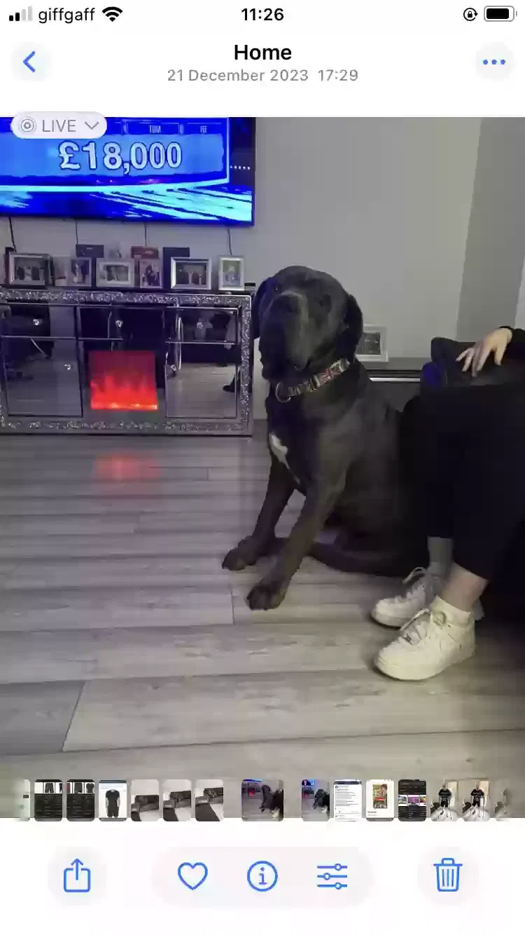 Copland, Cano corso Dog for adoption in Glasgow, Scotland
