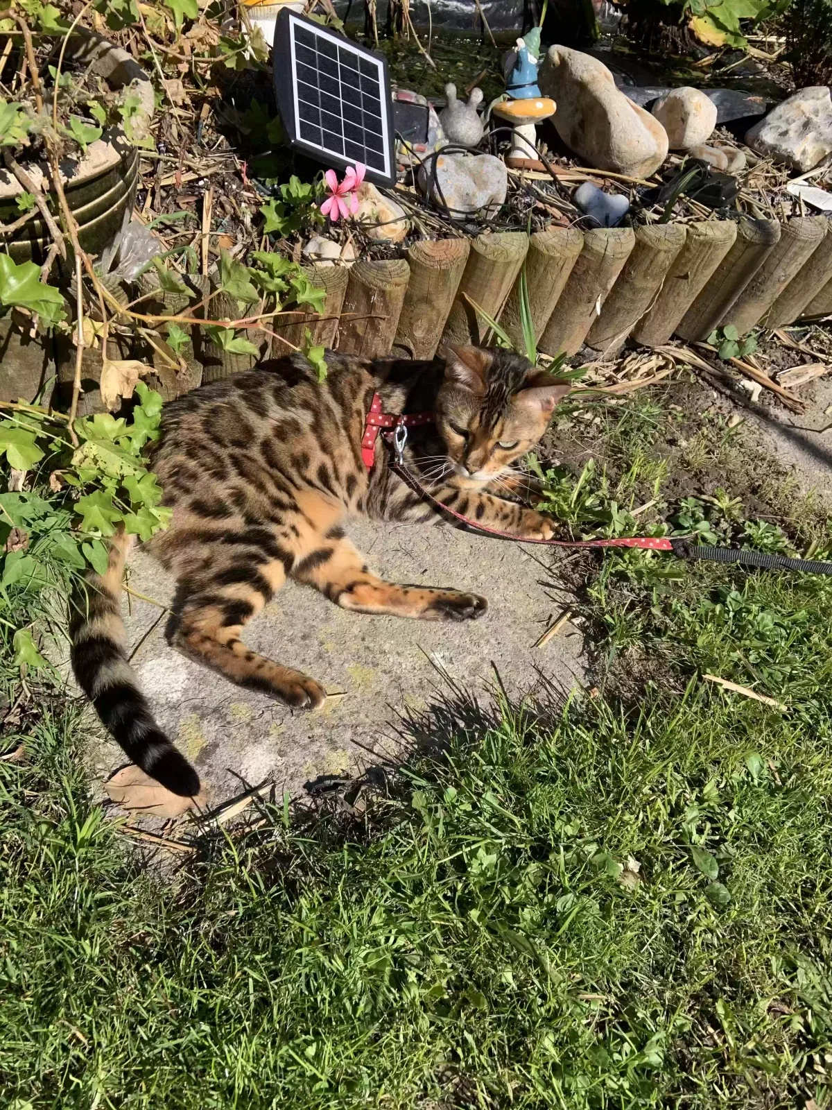 Lily, Bengal Cat for adoption in Portsmouth, England