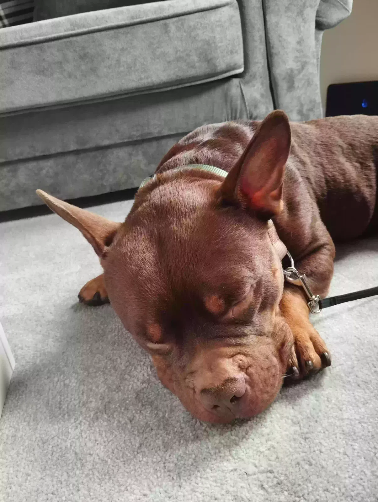 Rocky, Pocket bully cross frenchie Dog for adoption in Glasgow, Scotland