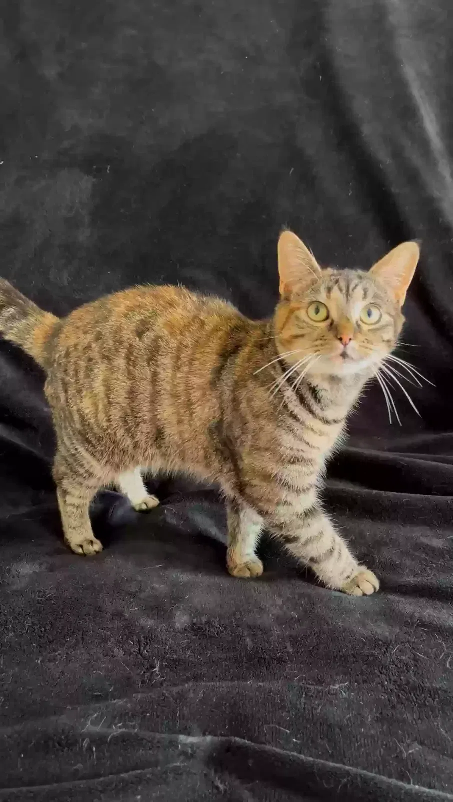 Zara, Unknown Cat for adoption in Manchester, England