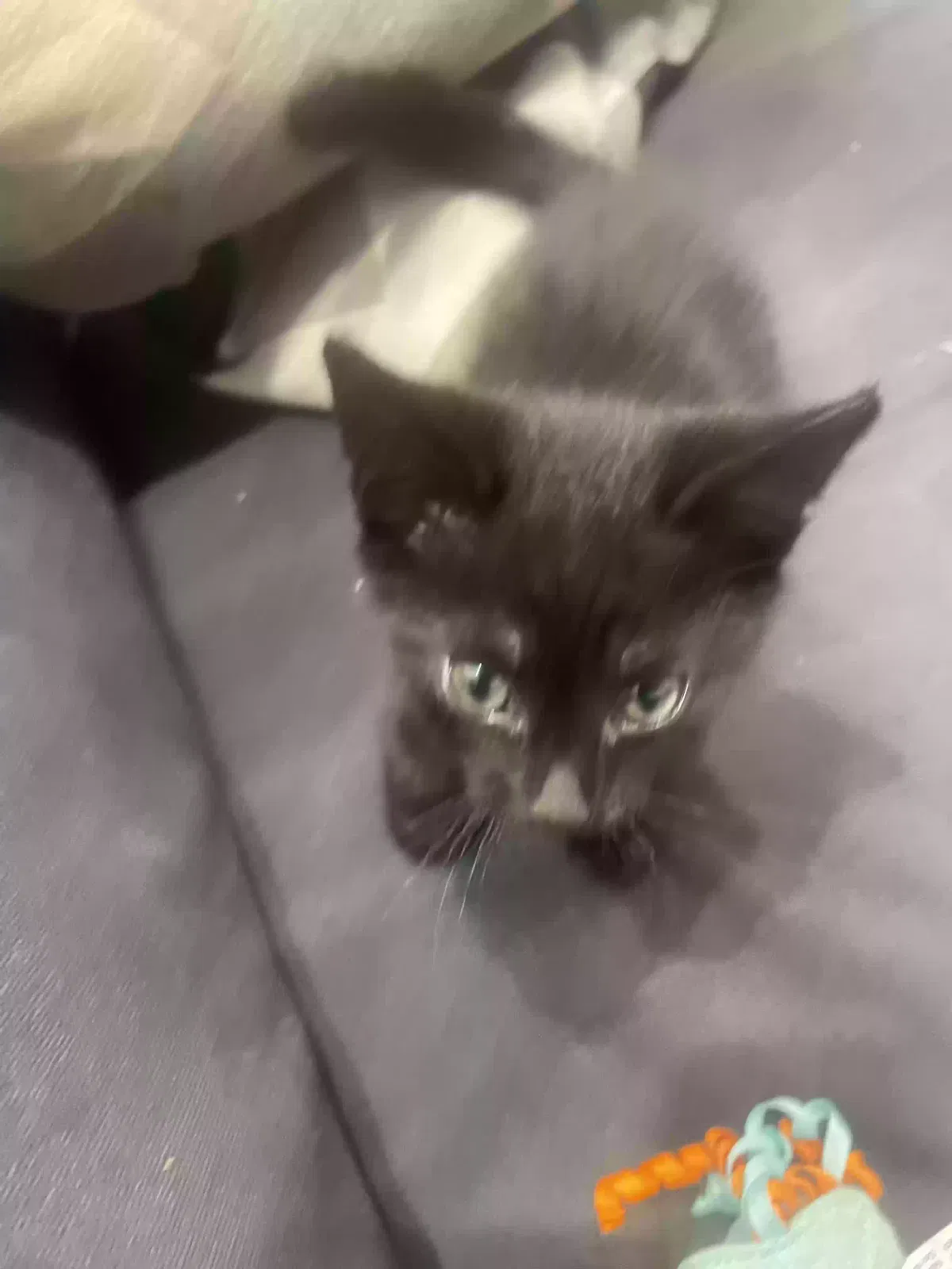 Kelechi, Unknown Cat for adoption in Manchester, England