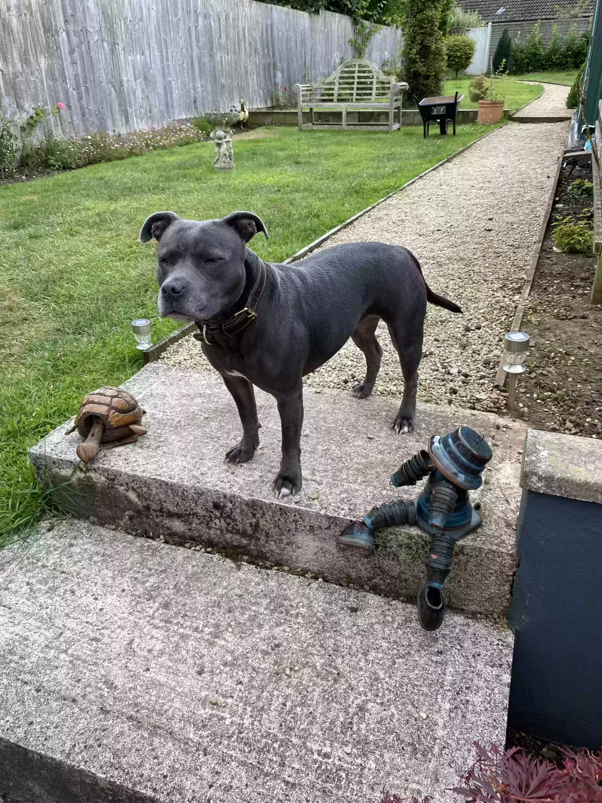 Lexi, Blue staffy Dog for adoption in Bath, England