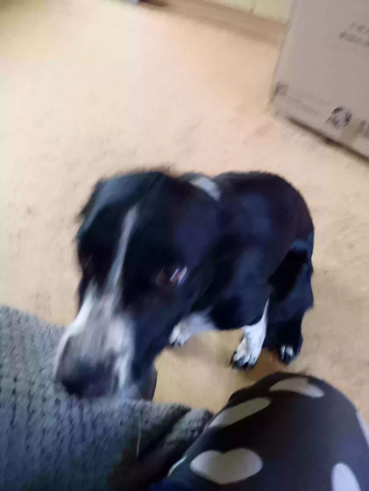 Judy, Collie Dog for adoption in Glasgow, Scotland