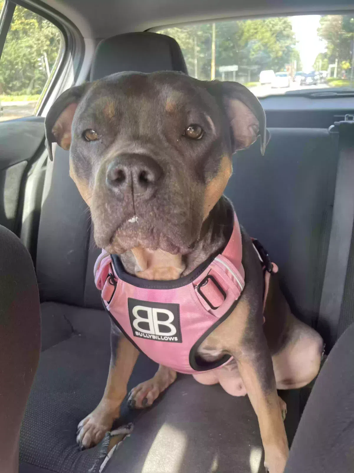 Narla, Standard bully Dog for adoption in Liverpool, England