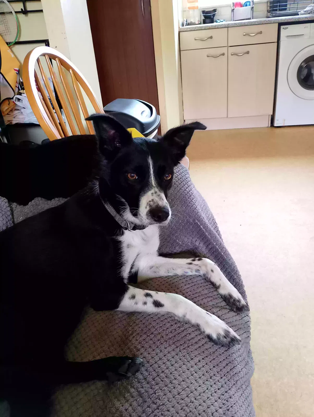 Judy, Border collie Dog for adoption in Glasgow, Scotland