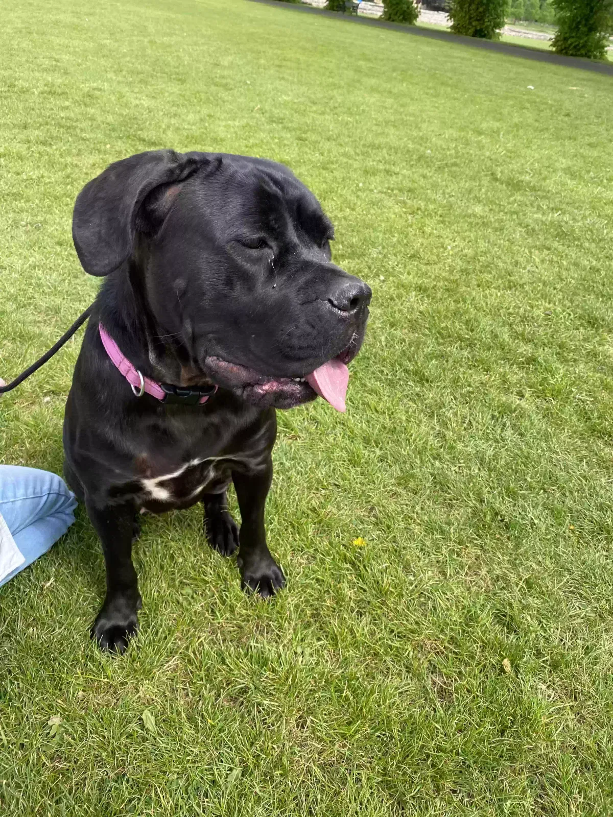 Denver, Cane corso Dog for adoption in Leicester, England