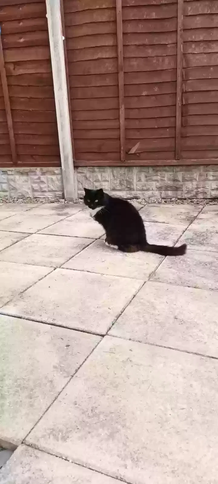 Elsa, Unknown Cat for adoption in Lichfield, England