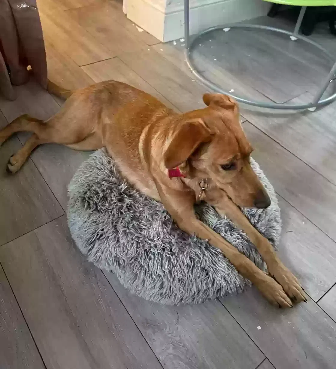 Stella, German shepherd cross with Irish setter Dog for adoption in Cambridge, England