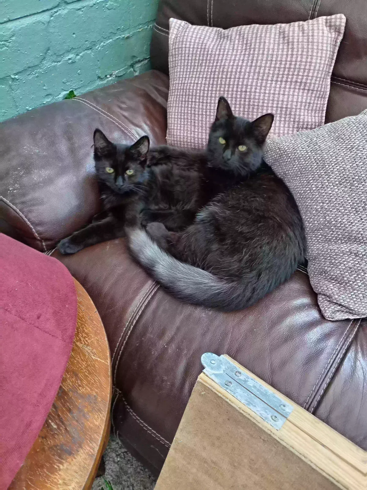 Goblin and Kruger, Unknown Cat for adoption in Sheffield, England