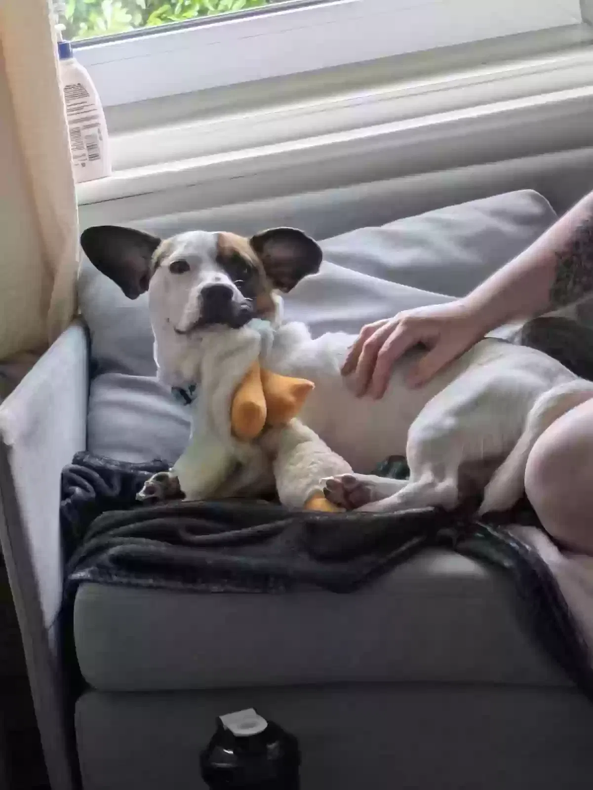Bruno, Mixed Dog for adoption in Leeds, England