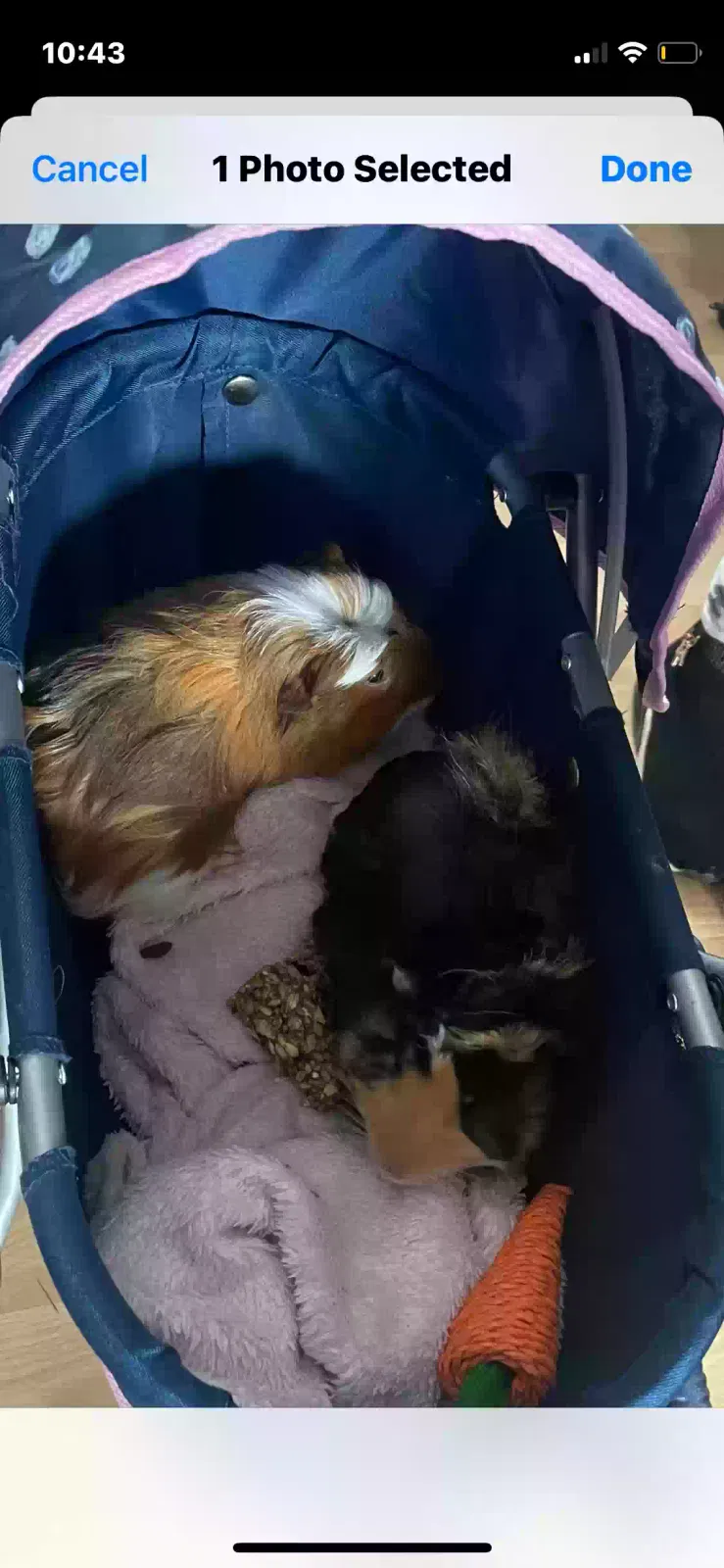 Popcorn and Pascal, 1 x long hair/1 x short hair Pet for adoption in Aberdeen, Scotland