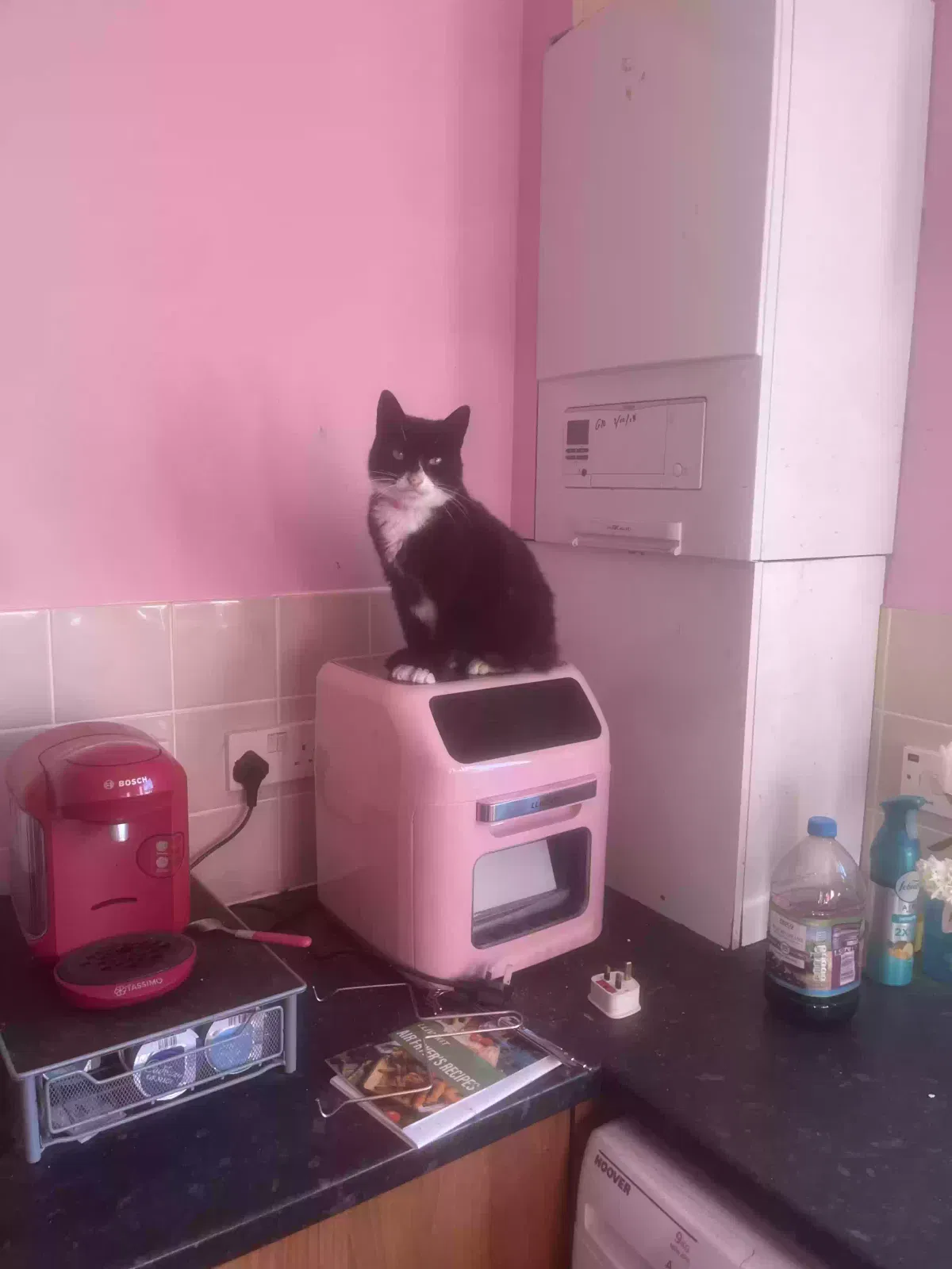 Posy, Unknown Cat for adoption in Portsmouth, England