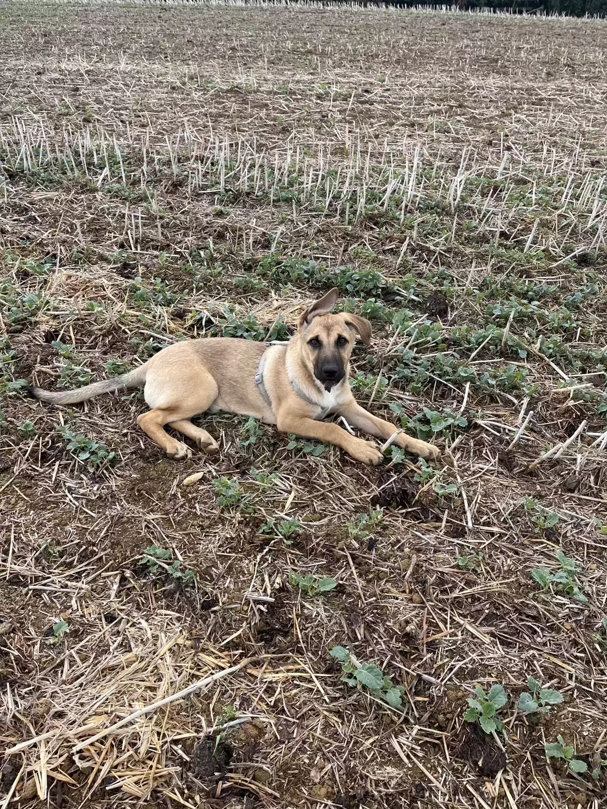 Melina, Belgian shepherd cross Dog for adoption in Coventry, England