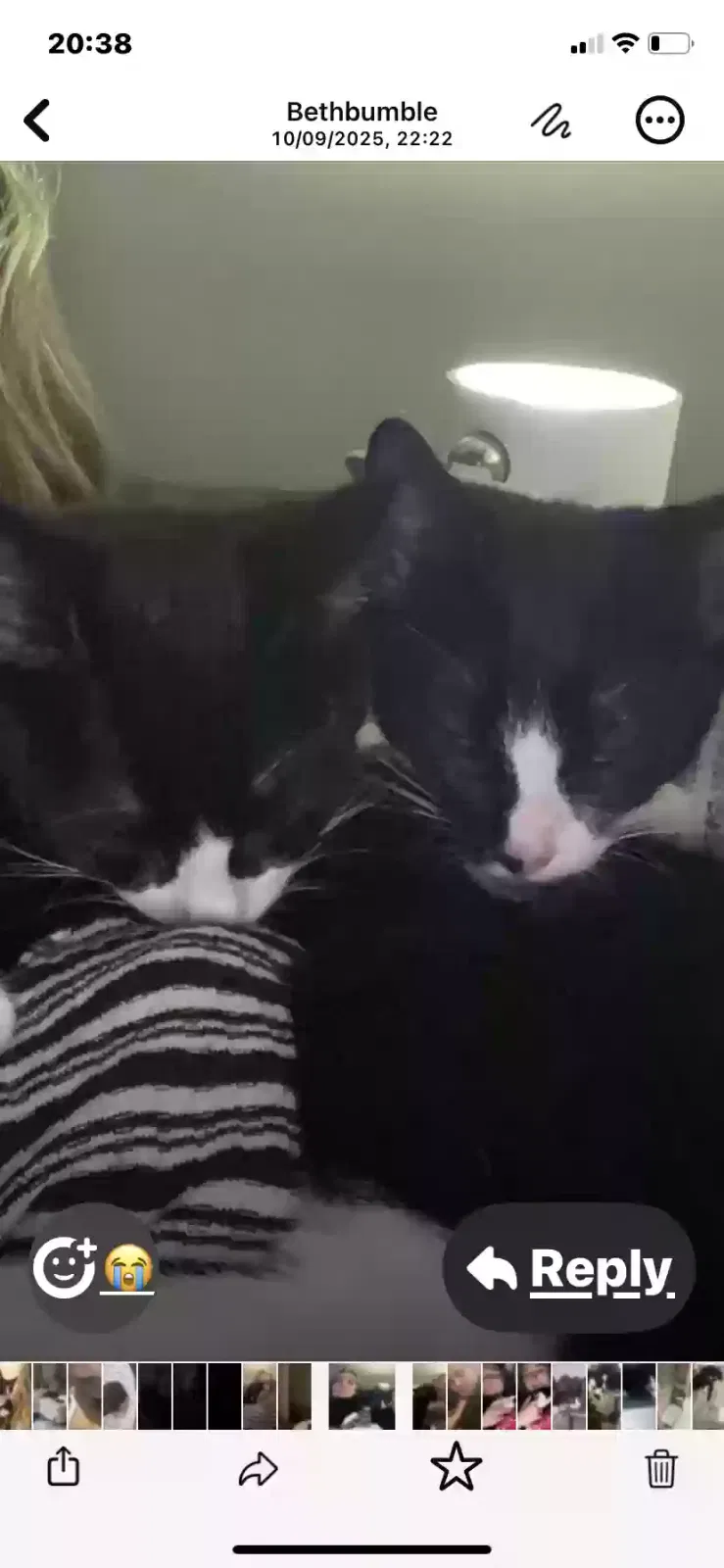 Cat, Unknown Cat for adoption in Portsmouth, England