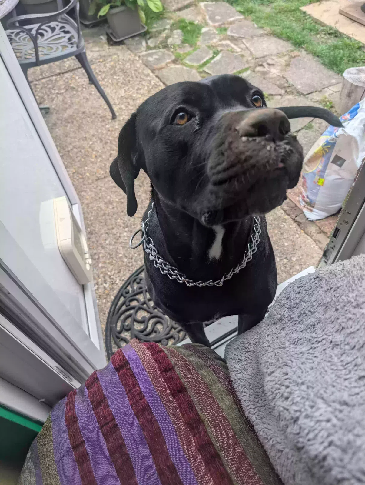 Nera, Cane Corso Dog for adoption in Cambridge, England