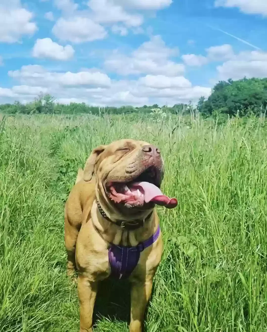 Nelly, Mastiff cross Dog for adoption in London, England