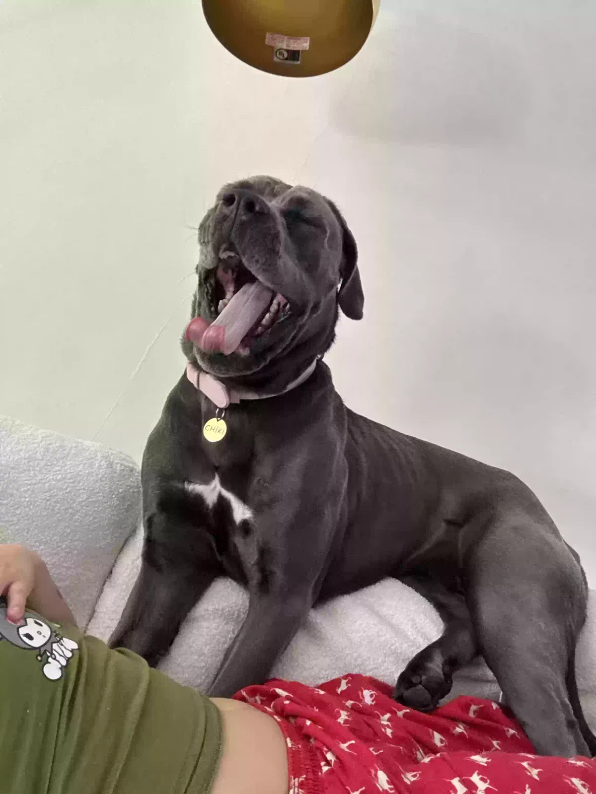 Chiki, cane corso Dog for adoption in Cambridge, England