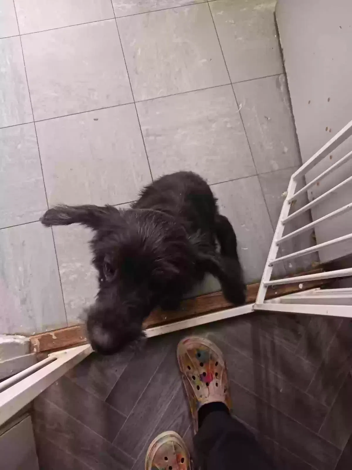 Cookie, Unknown Dog for adoption in Nottingham, England