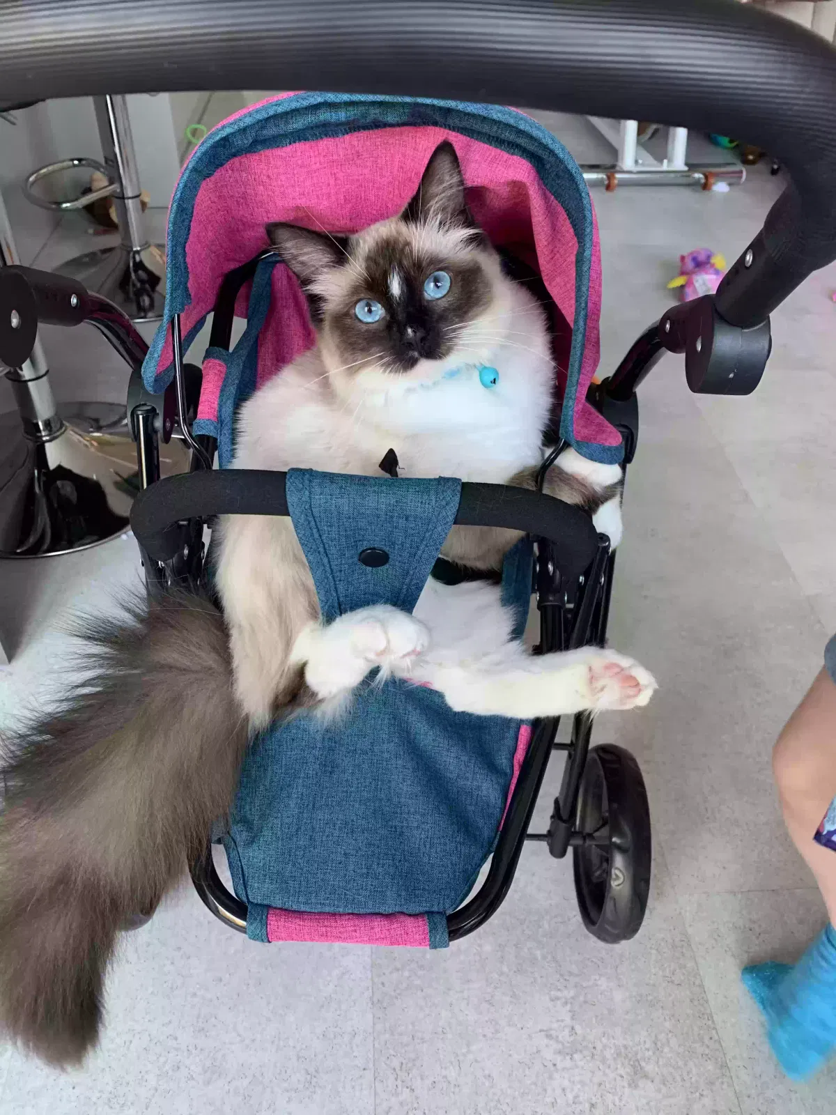 Hattie, Ragdoll Cat for adoption in Portsmouth, England