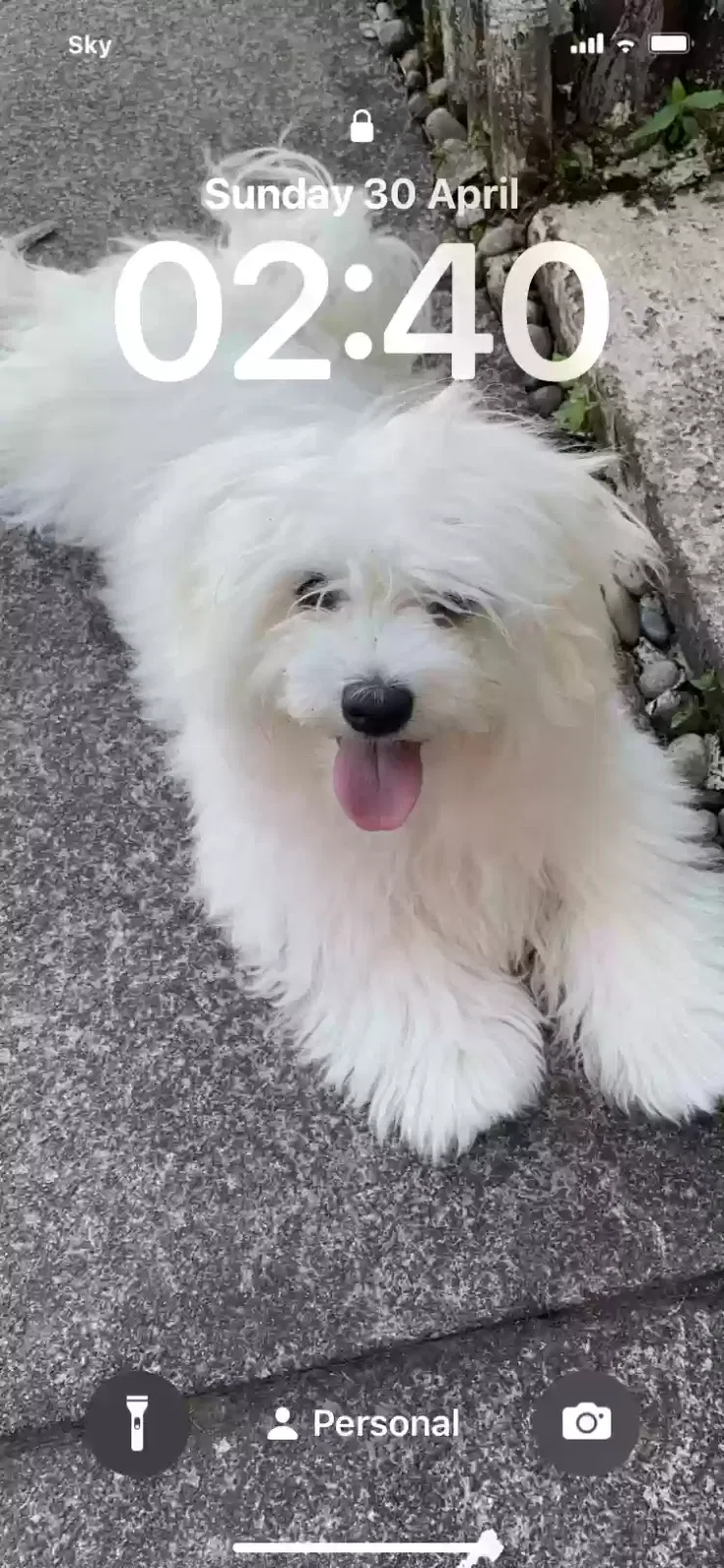 Sparky, Maltese Dog for adoption in Glasgow, Scotland