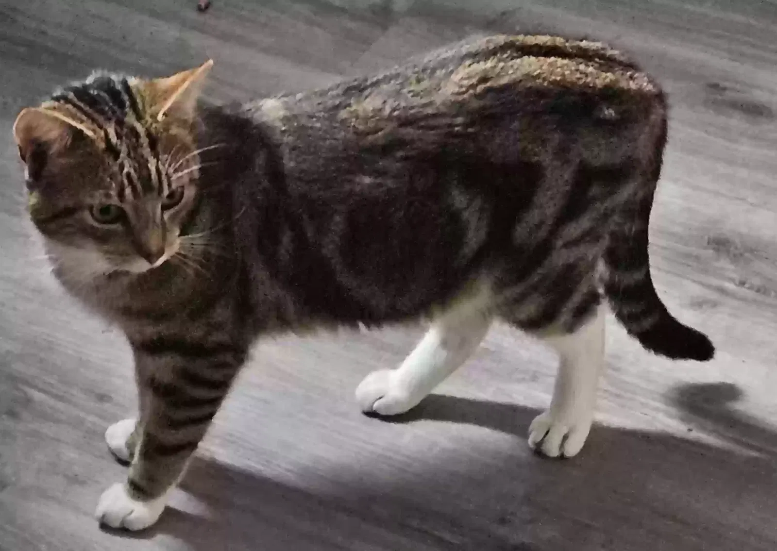 Squeak, Tabby Cat for adoption in Bradford, England
