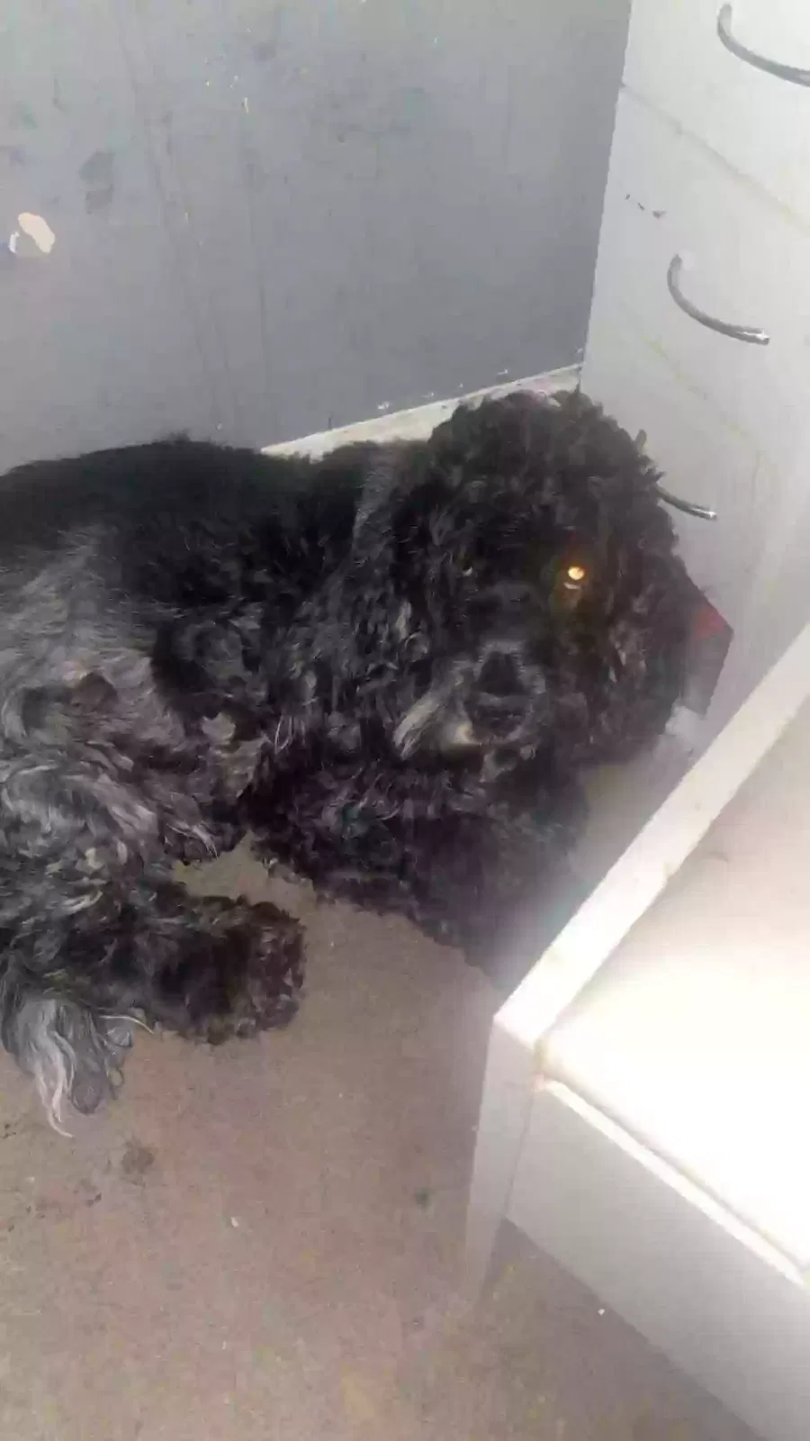 Bailey, Unknown Dog for adoption in Glasgow, Scotland