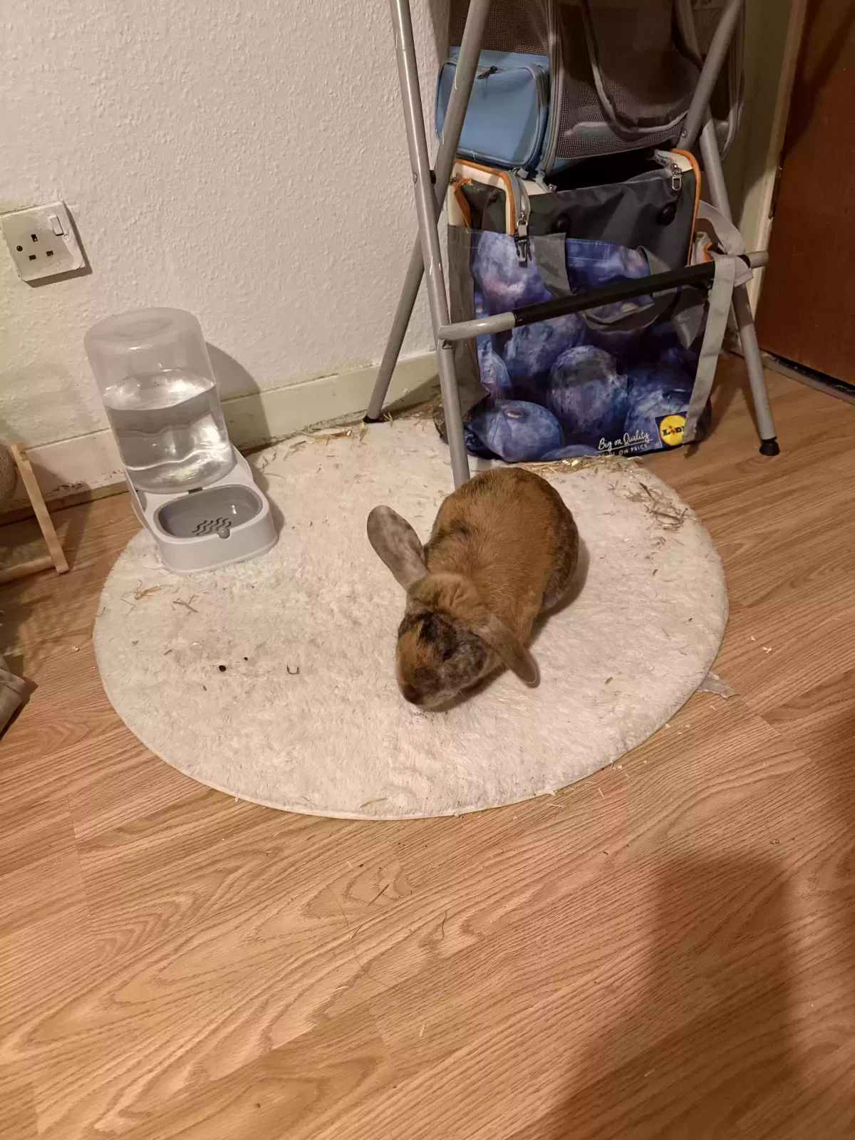 Noodle, Holland Lop Pet for adoption in Edinburgh, Scotland