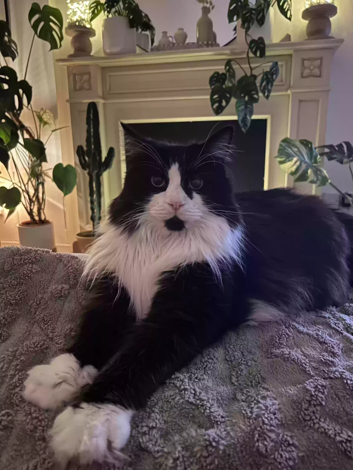 Hugo, Moggy Cat for adoption in Glasgow, Scotland