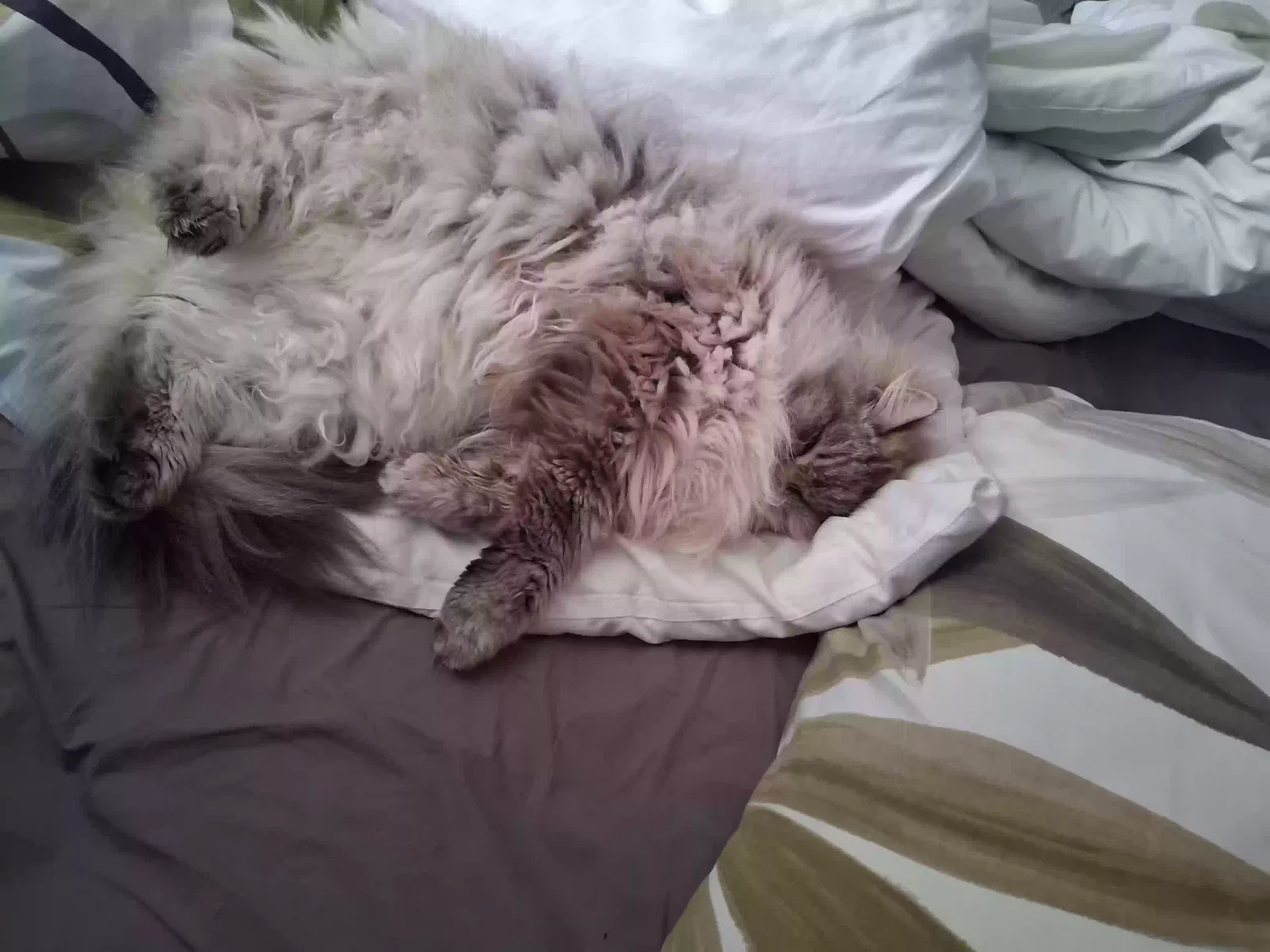 Leo, Ragdoll Cat for adoption in Manchester, England