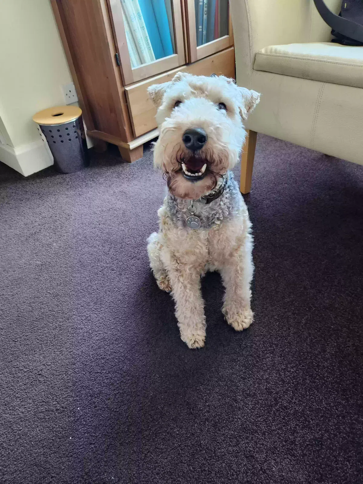 Alfie, Lakeland Terrier Dog for adoption in Glasgow, Scotland