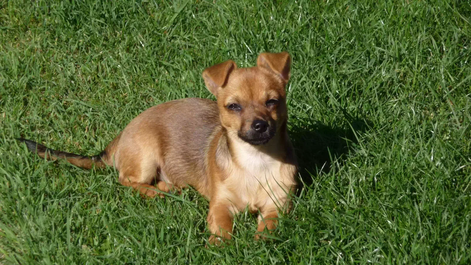 ella, jack russel chaw cross Dog for adoption in Nottingham, England
