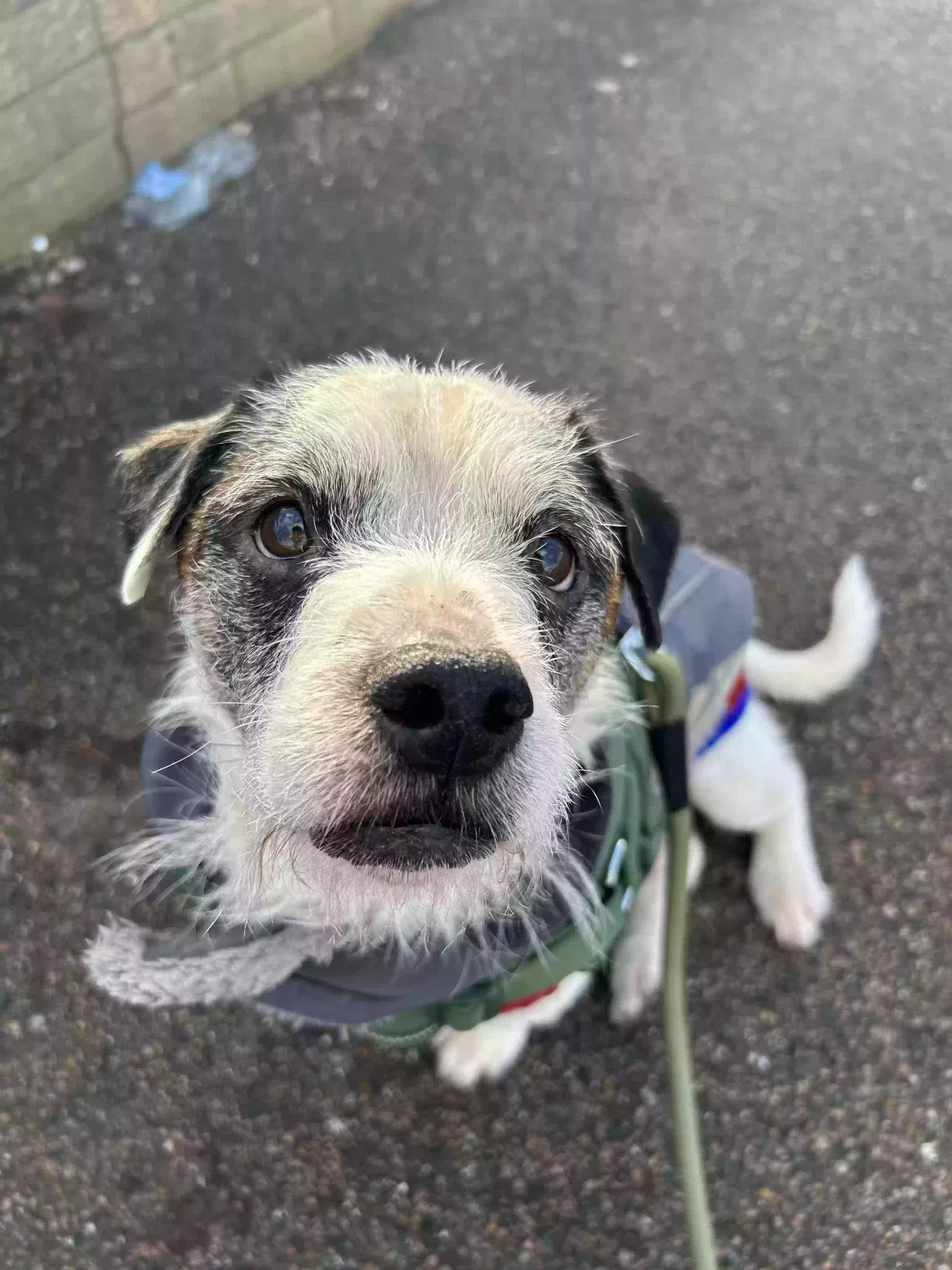 Louis, Jack Russel/Frenchie mix Dog for adoption in York, England