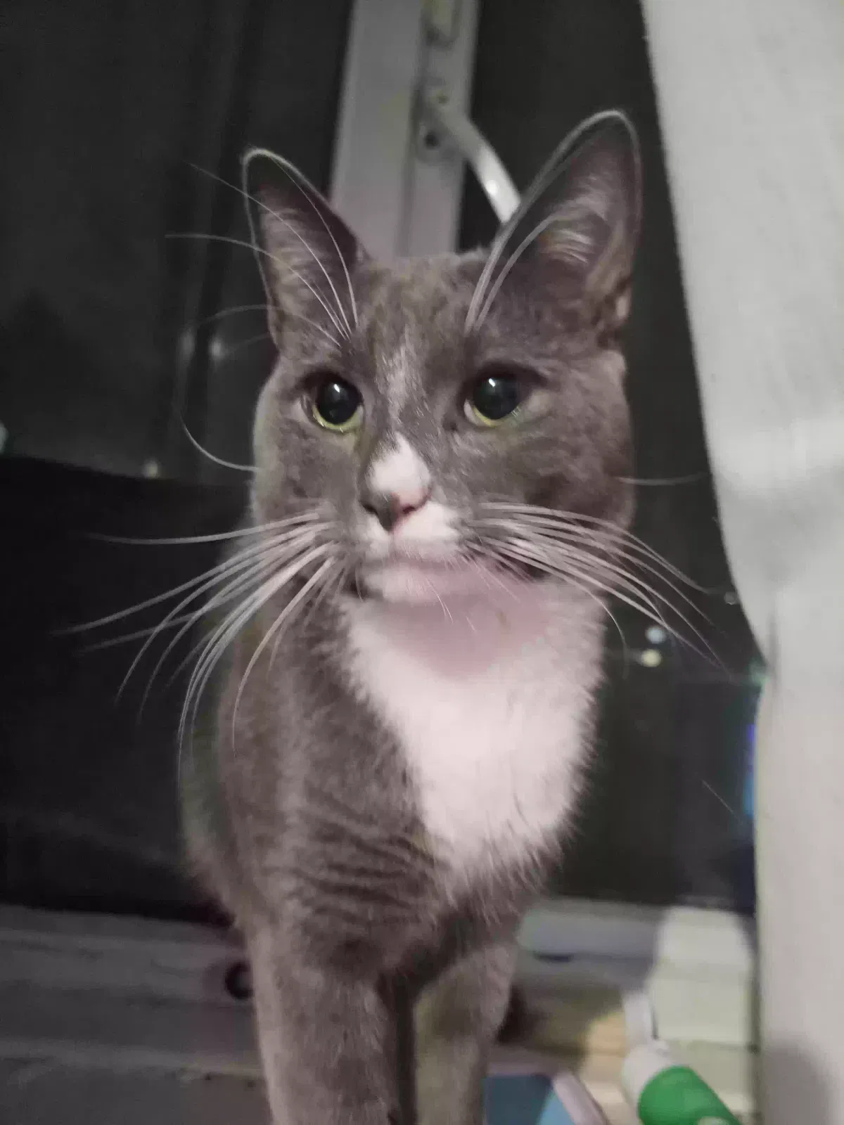 lucifer, Unknown Cat for adoption in Portsmouth, England