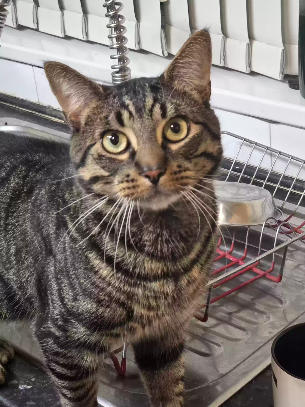 Beanie, Unknown Cat for adoption in Portsmouth, England