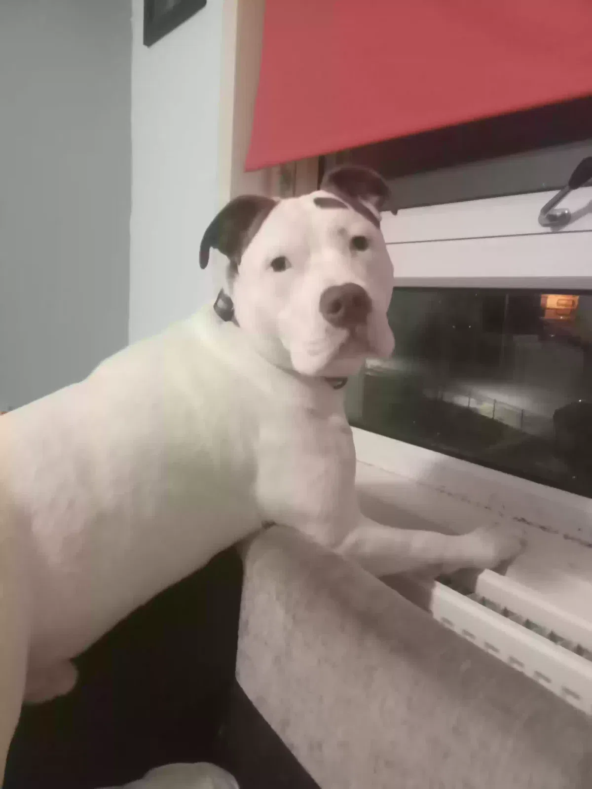 Rocky, Pit bull Dog for adoption in Glasgow, Scotland