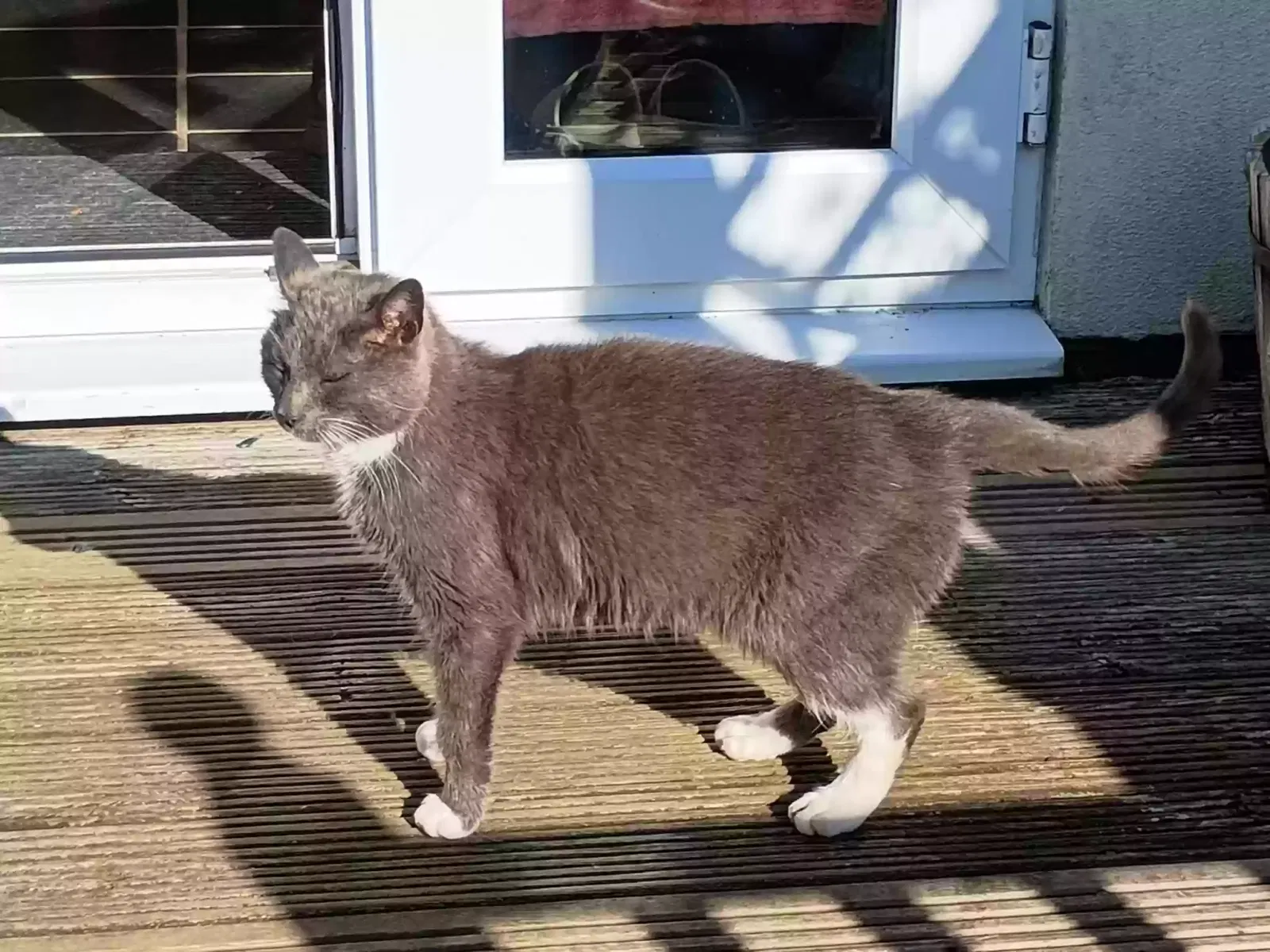 Smoky, Unknown Cat for adoption in Coventry, England