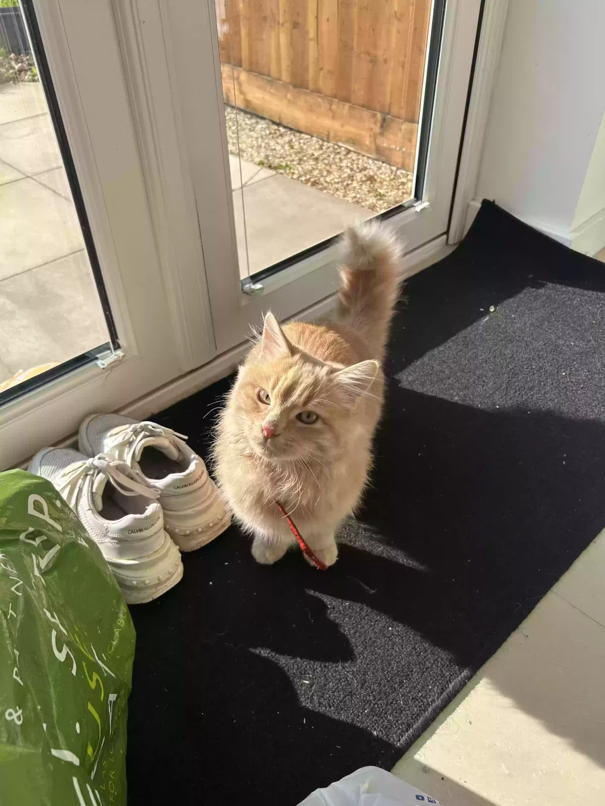 George & Aniseed, Unknown Cat for adoption in Southampton, England