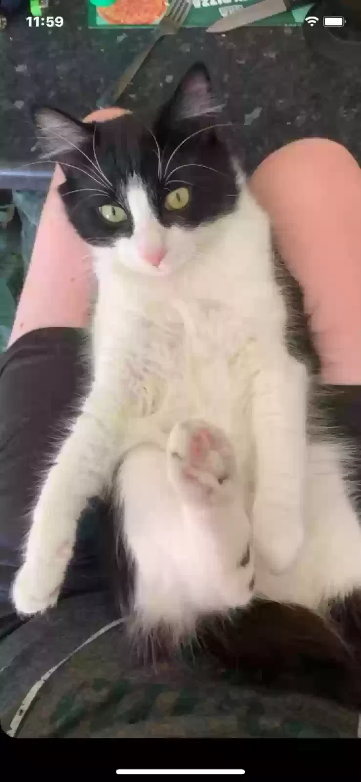 Cat, Unknown Cat for adoption in Portsmouth, England