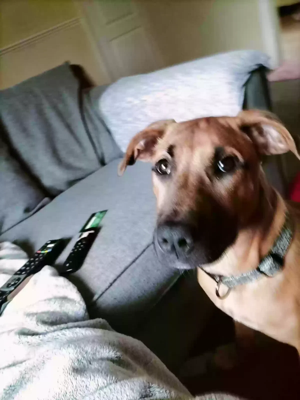 Sacha, Rhodesian ridgeback Dog for adoption in Birmingham, England