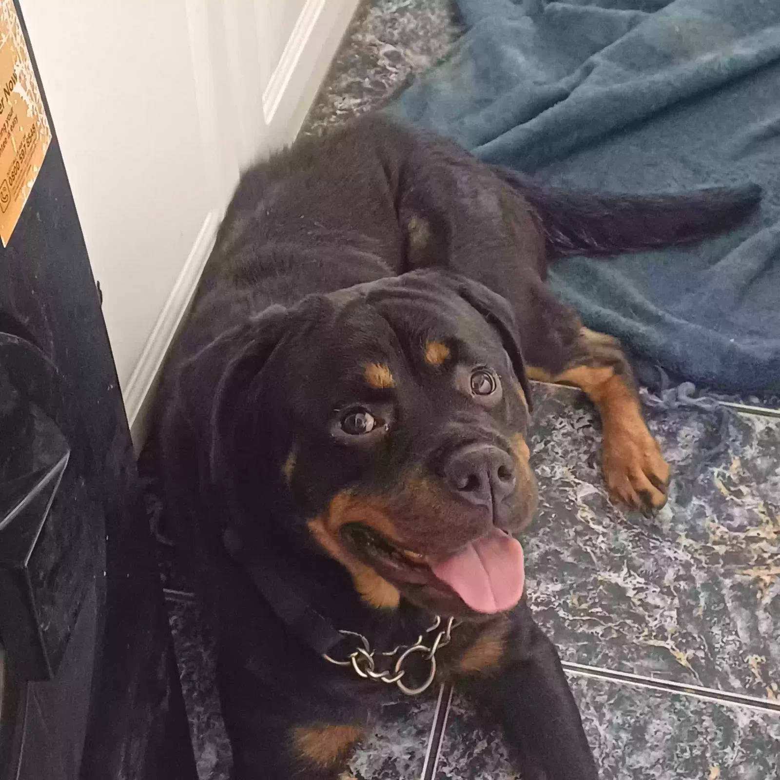 Harley, Rottweiler Dog for adoption in Canterbury, England