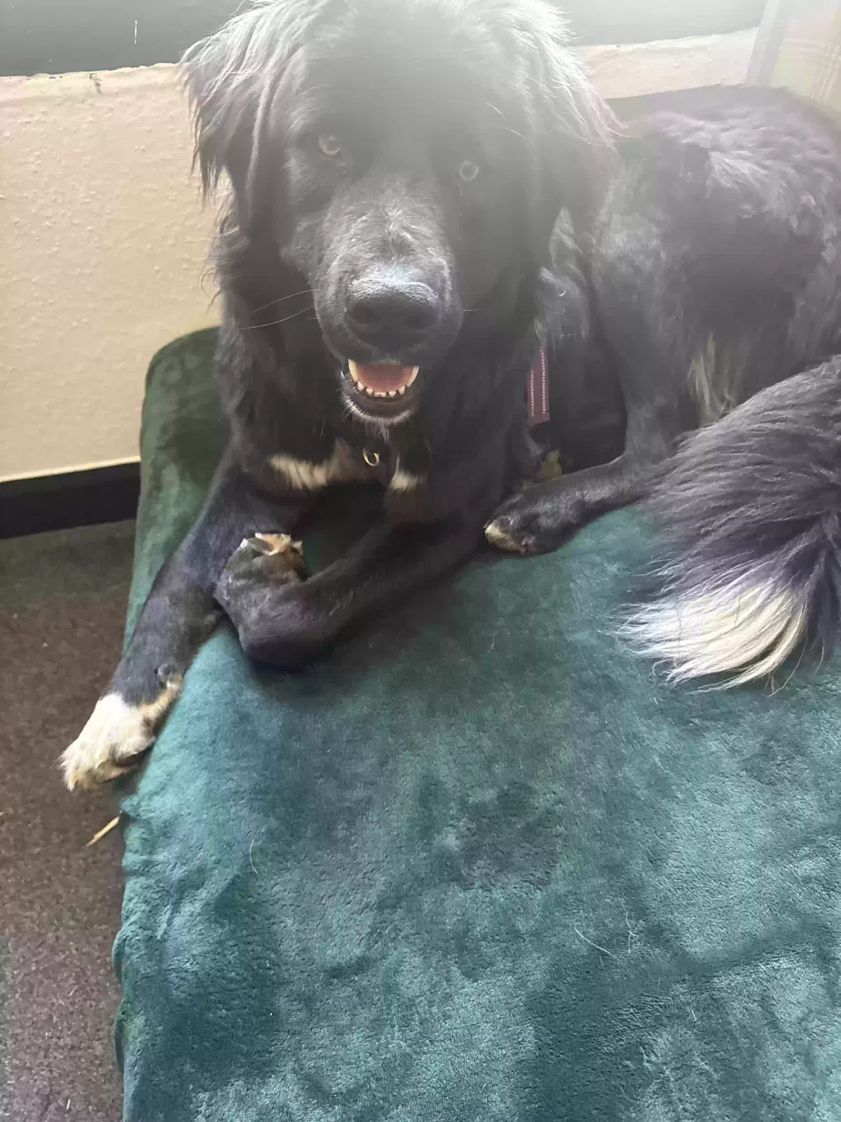 Dog, Romanian mountain dog Dog for adoption in Cambridge, England