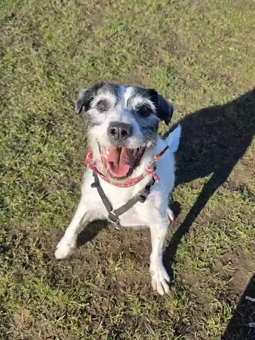 Scrappy, cross Dog for adoption in Edinburgh, Scotland