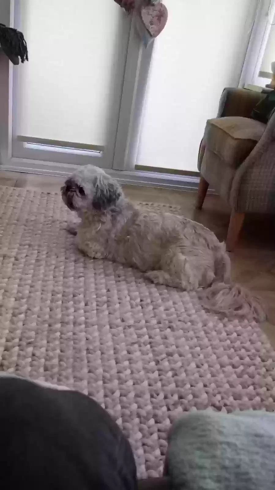 Alfie, shih tzu Dog for adoption in Nottingham, England