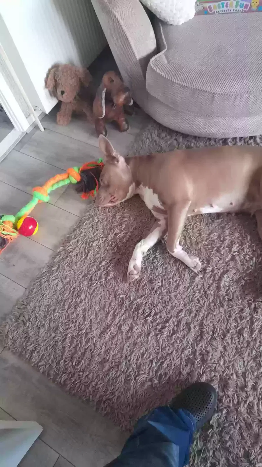 Cookie, Xl bully Dog for adoption in Glasgow, Scotland