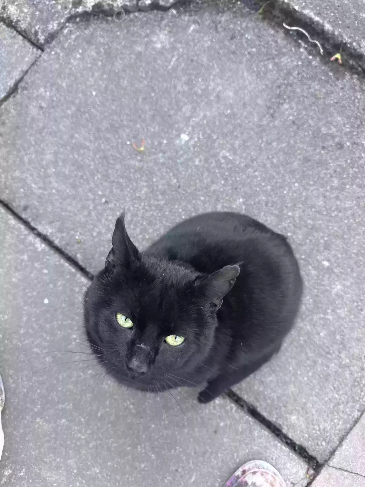 Warrior, Domestic short haired Cat for adoption in Chester, England