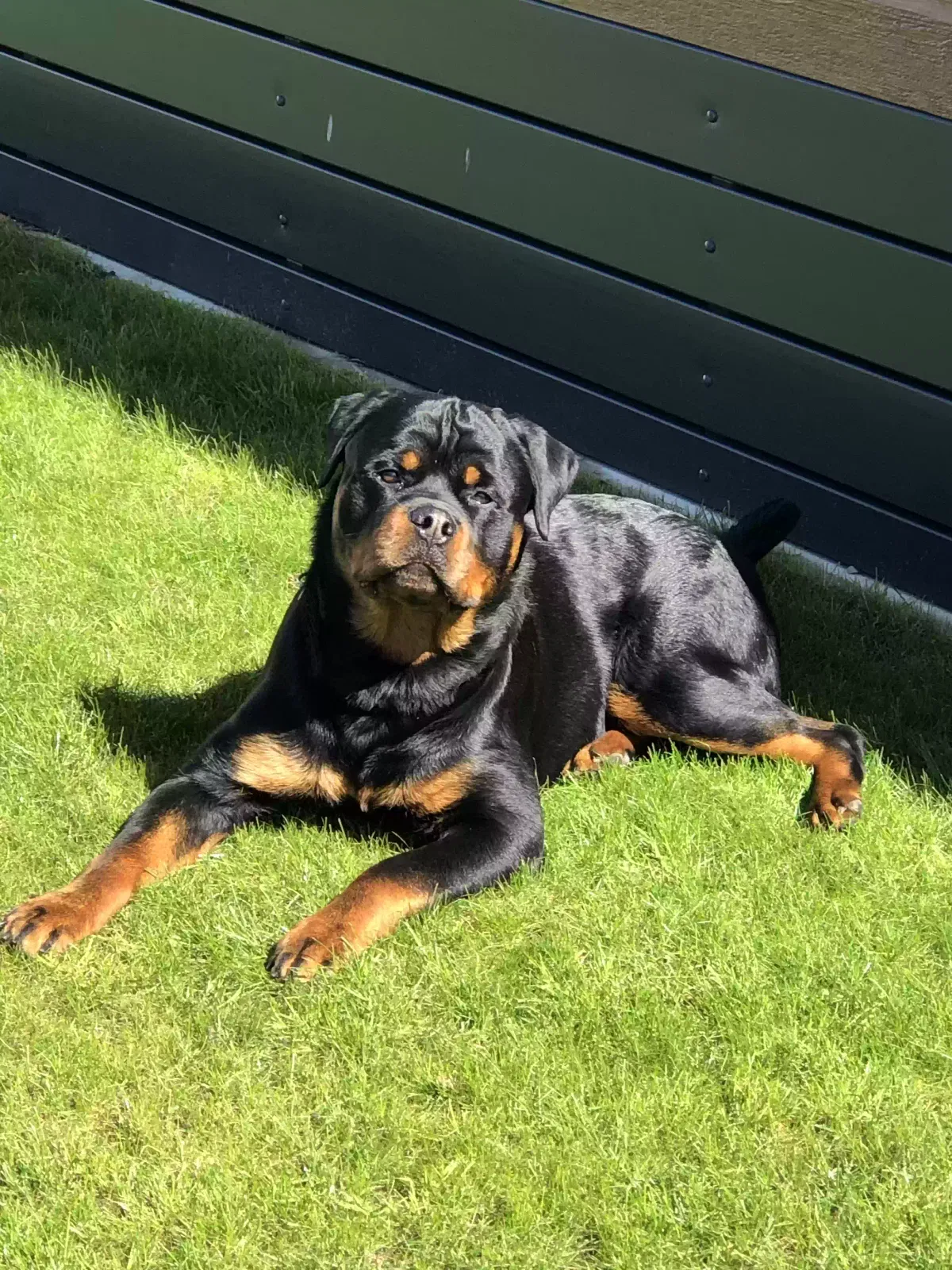 Milo, Rottweiler Dog for adoption in Liverpool, England