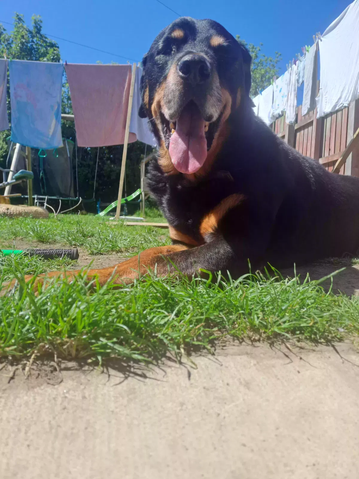 Blaze, Rottweiler Dog for adoption in Edinburgh, Scotland