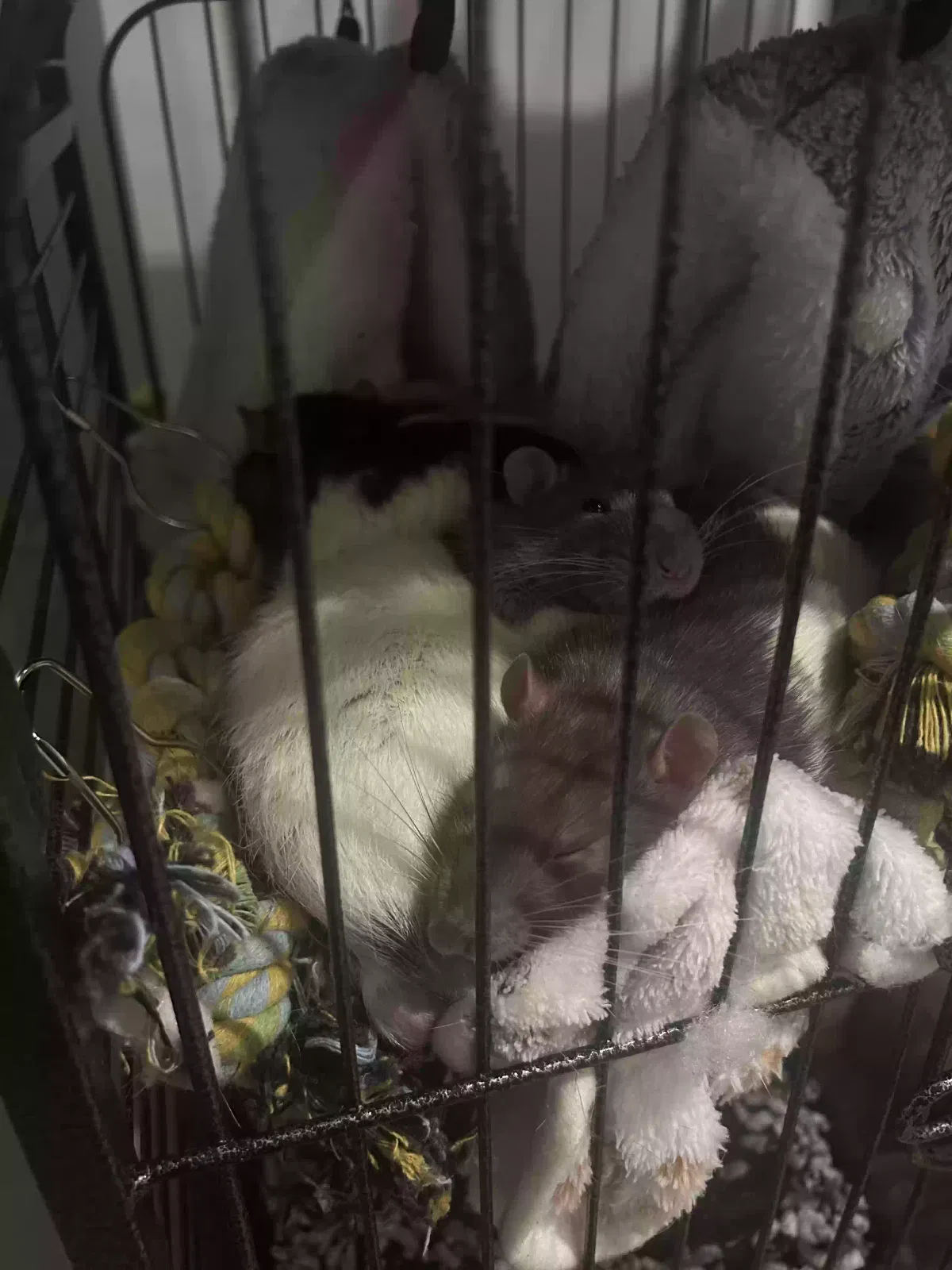 Chip, potato and kevin, Unknown Pet for adoption in Lincoln, England