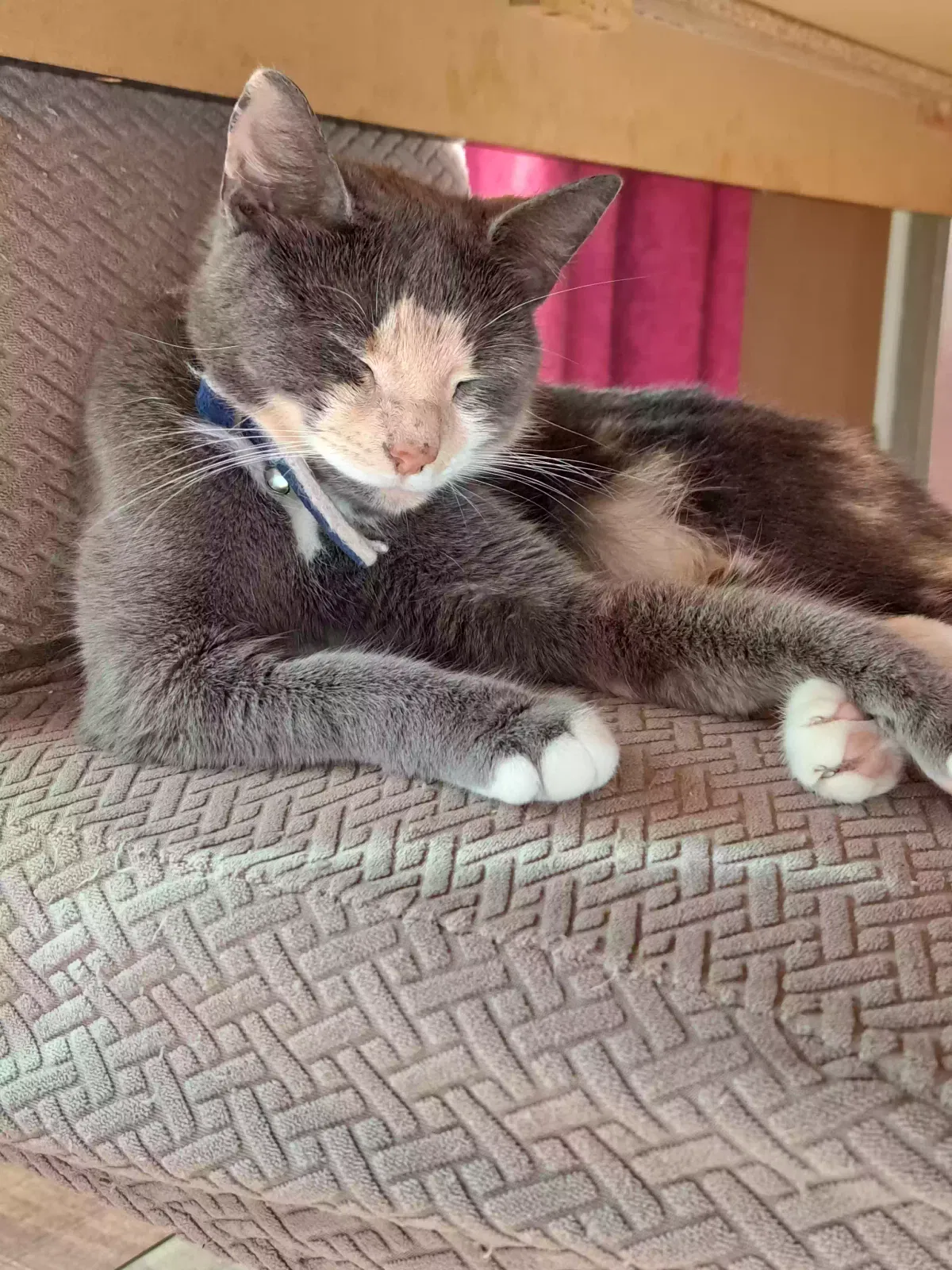 Luna, Unknown Cat for adoption in Sheffield, England