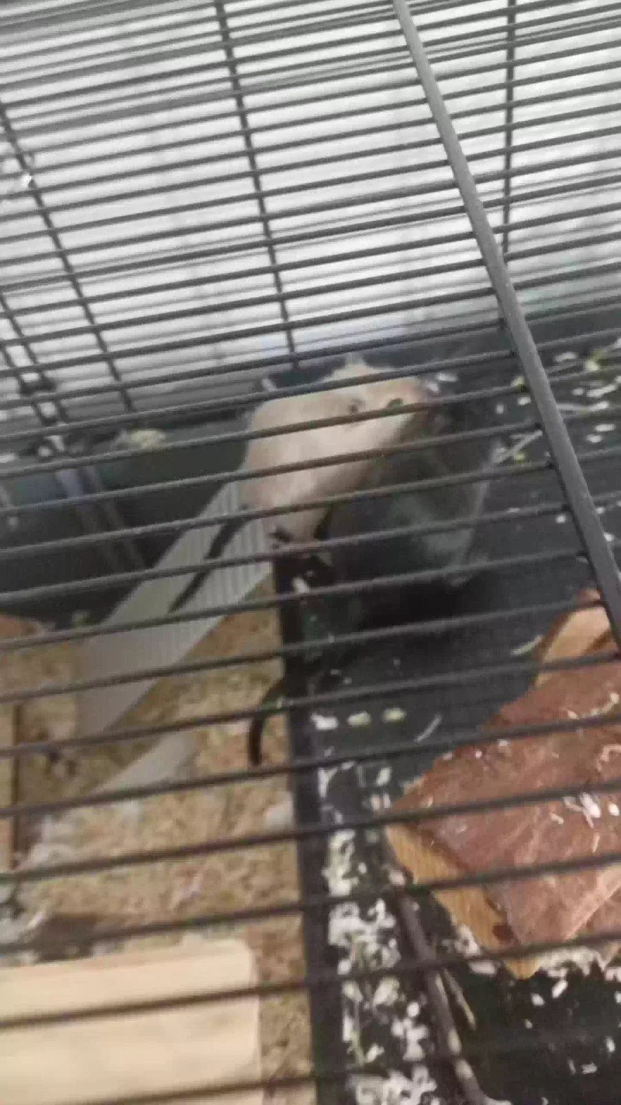 Nova and Nibbles, Unknown Pet for adoption in Edinburgh, Scotland